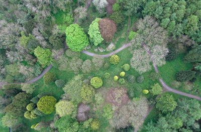 Picture taken by mini-plane of trees