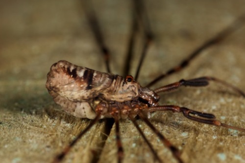 The non-native harvestman Dicranopalpus ramosus