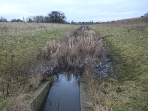 Sustainable Urban Drainage System on a Green Infrastructure site