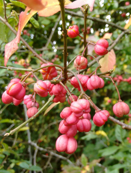 The Long Forest project: Spindle Euonymus europaeus berries, a frequent hedgerow plant