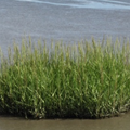 Spartina anglica in Natura 2000 sites