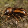 The saproxylic beetle Trypodendron signatum. © Mike Lush, 2016