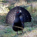 Capercaillie © Fred J. / GFDL