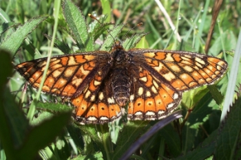 Marsh fritillary Euphydryas aurinia. © M. J. Lush