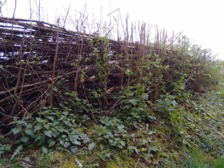 Mapping the Gower's hedgerows