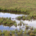 Morfa Friog saltmarsh monitoring