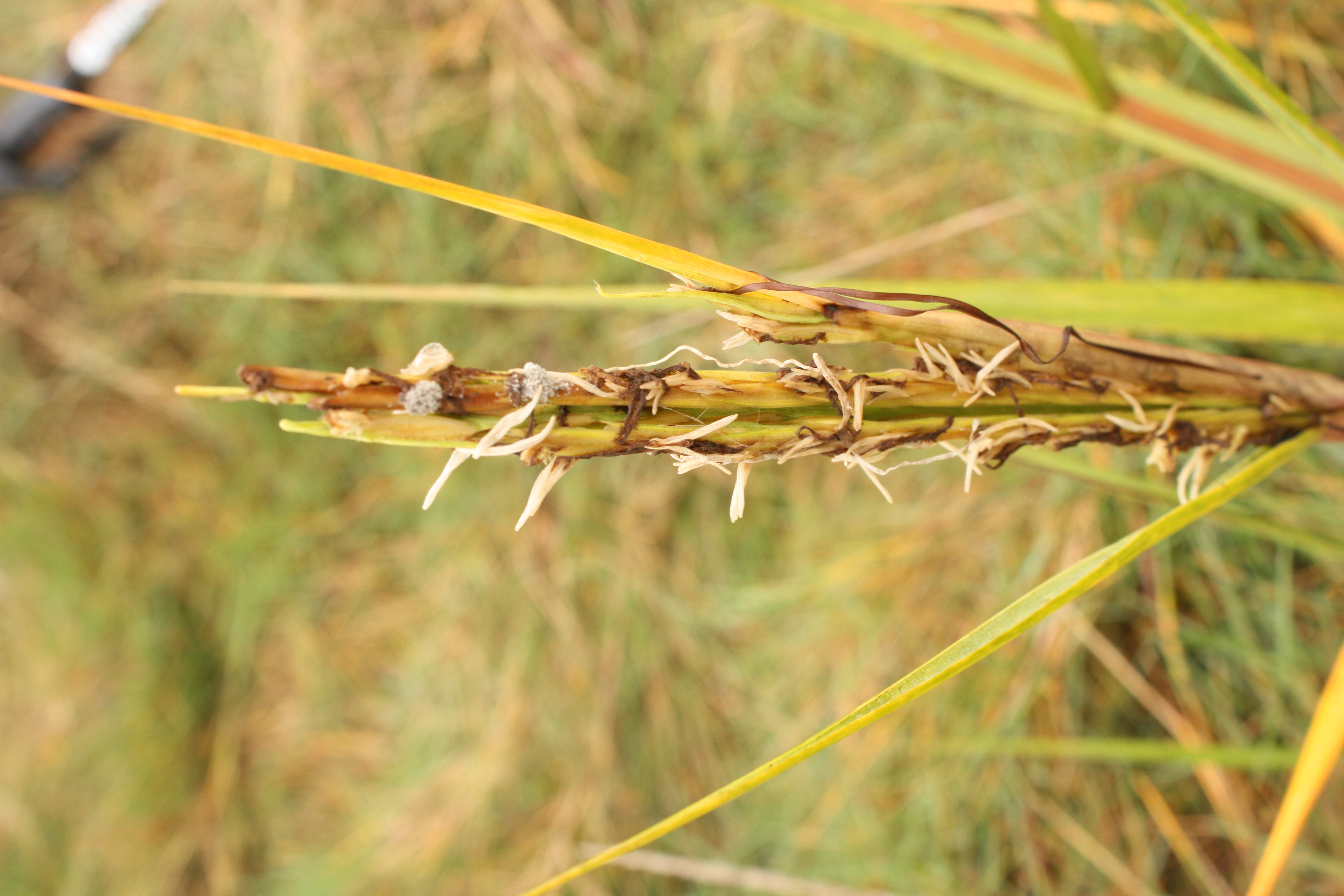 The distribution of common cord-grass Sporobolus anglicus/Spartina anglica in Ireland.