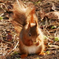 Red squirrel, © Copyright David Dixon