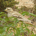 Stone Curlew Burhinus oedicnemus