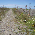 Coastal Vegetated Shingle