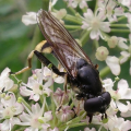 The hoverfly Xylota sylvarum