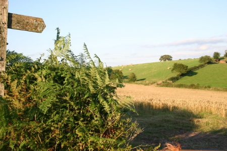 Powys Footpath with Fingerpost Sign