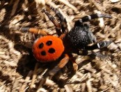 Ladybird spider, Eresus cinnaberinus