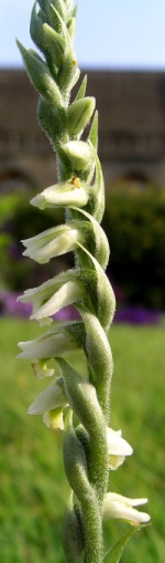 Spiranthes spirilis