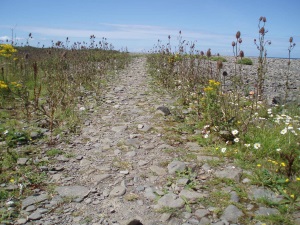 Habitat mapping for Biodiversity Action Plans