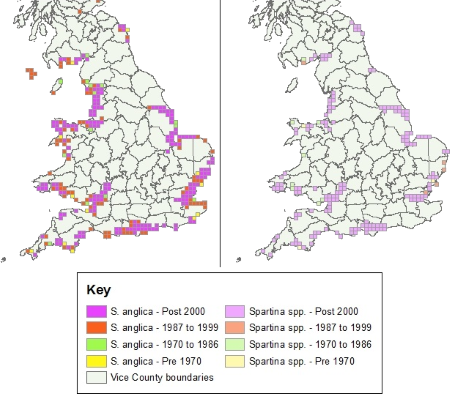 Distribution of common cord-grass Spartina anglica in England