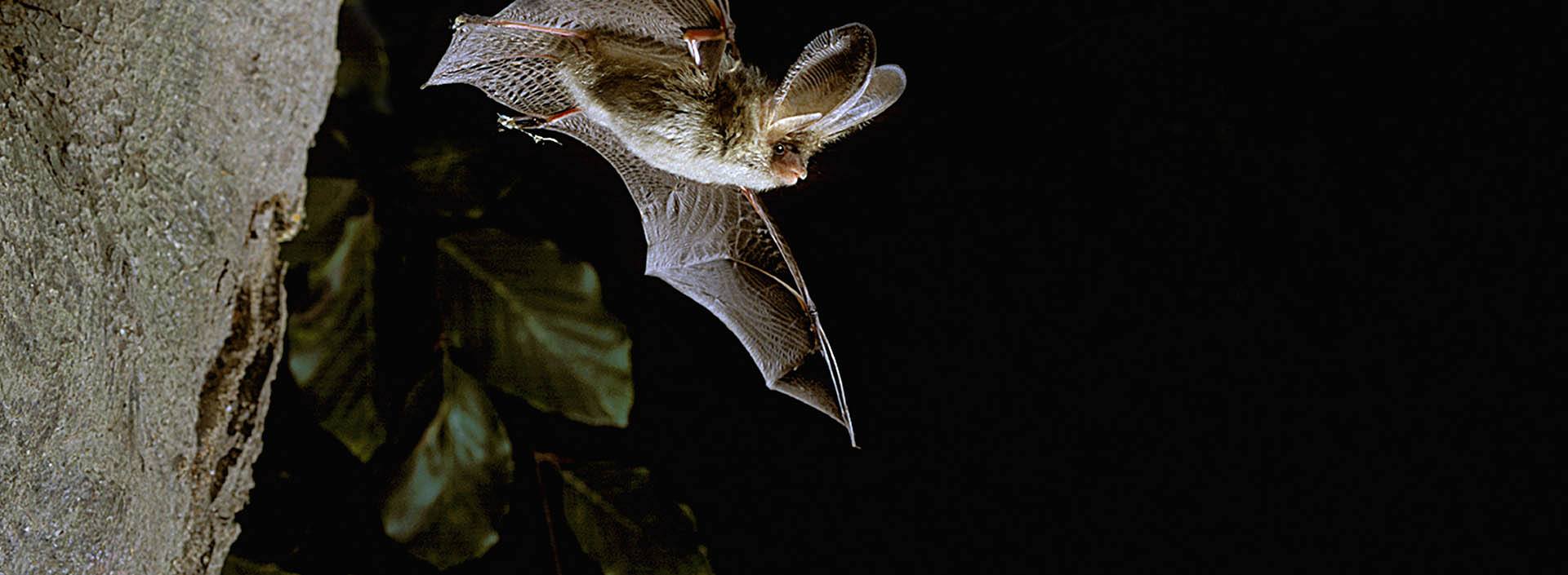 Slide 5 - Bat in flight - National bat monitoring programme recording website and database
